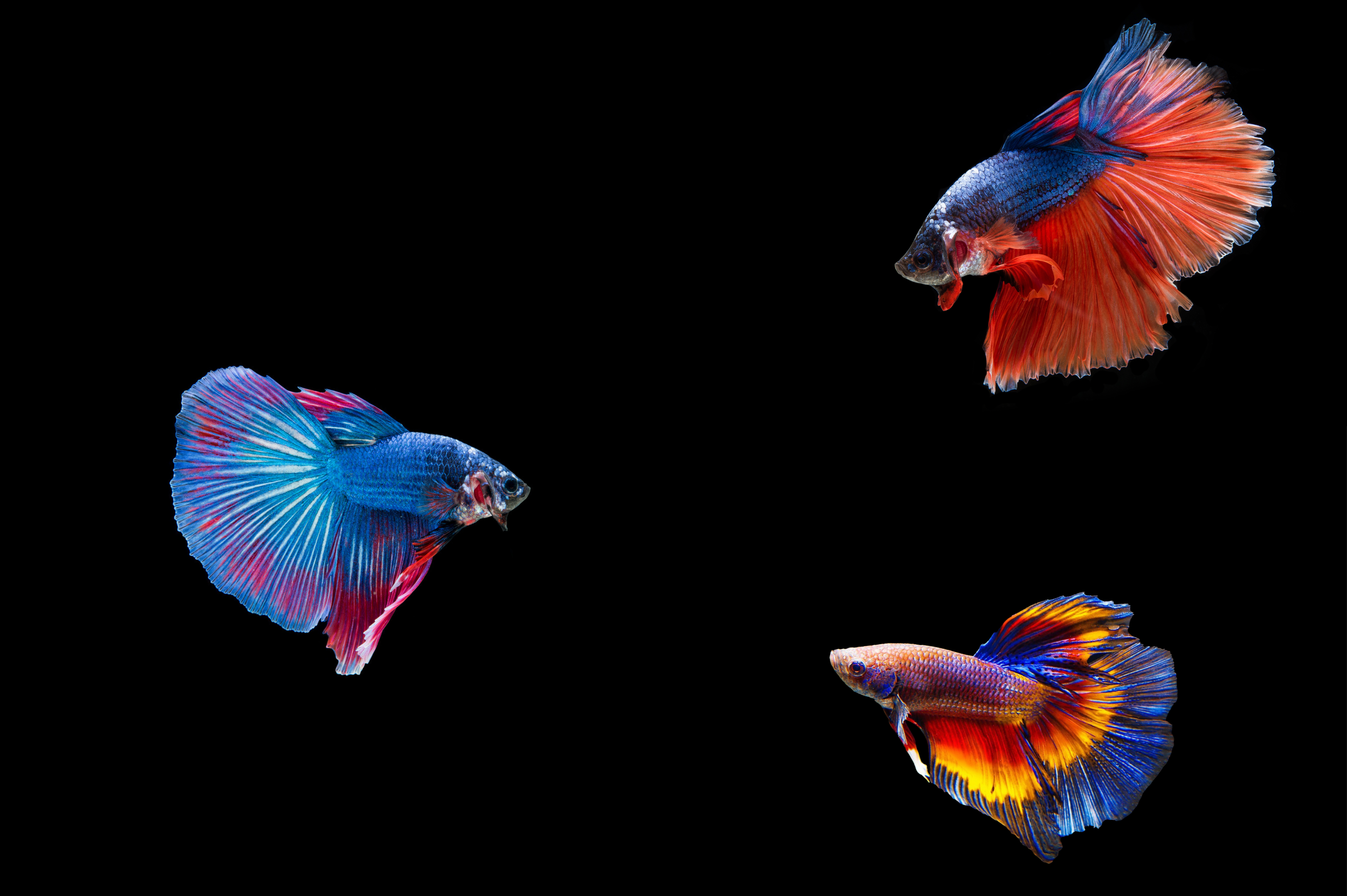 Aquarium Setup 9