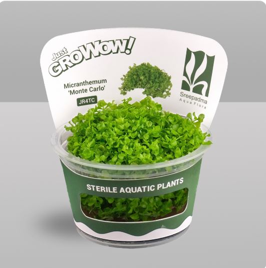 Micranthemum 'Monte Carlo'