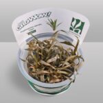 Cryptocoryne spiralis ‘Tiger’