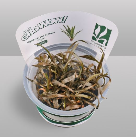 Cryptocoryne spiralis 'Tiger'