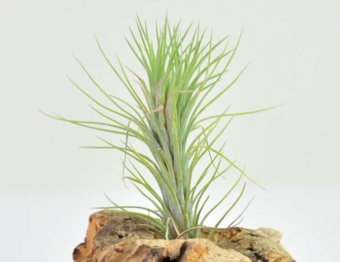 Tillandsia funckiana