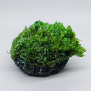 Fissidence crispulus - Mesh