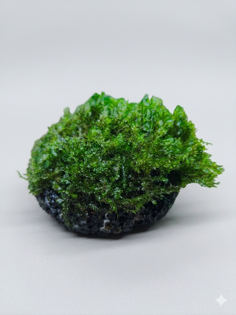 Fissidence crispulus – Mesh