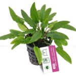 Cryptocoryne wendtii ‘Green’