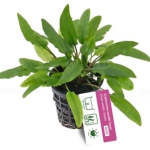 Cryptocoryne wendtii 'Green'