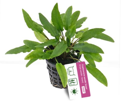Cryptocoryne wendtii ‘Green’