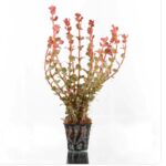 Ludwigia palustris– hi red