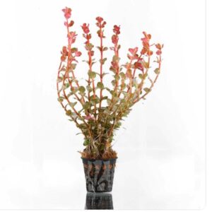 Ludwigia palustris-- hi red