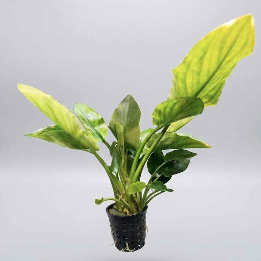 Lagenandra nairii ‘Compact’