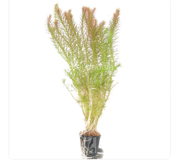 Rotala nanjenshan