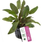 Cryptocoryne wendtii ‘Tropica’
