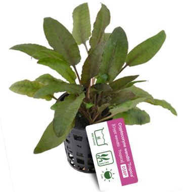 Cryptocoryne wendtii ‘Tropica’