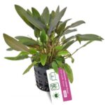 Cryptocoryne wendtii ‘Brown’