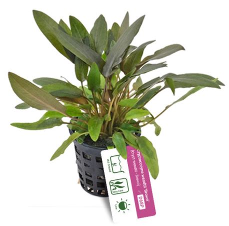 Cryptocoryne wendtii ‘Brown’