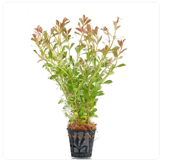 Ludwigia arcuata dark red