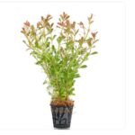 Ludwigia arcuata dark red