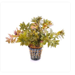 Limnophila aromatica mini