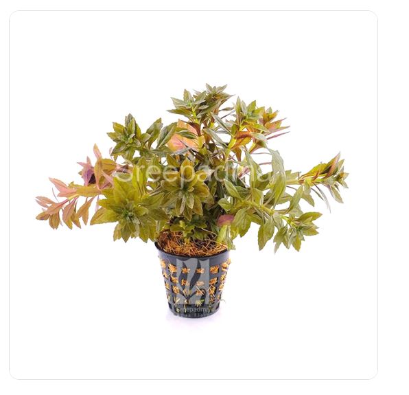 Limnophila aromatica mini