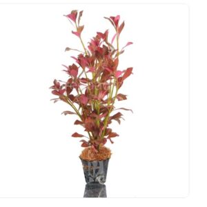 Ludwigia atlantis 'Dark orange'