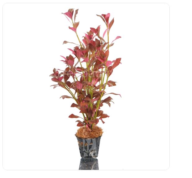 Ludwigia atlantis ‘Dark orange’