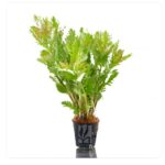 Hygrophila difformis