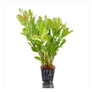 Hygrophila difformis