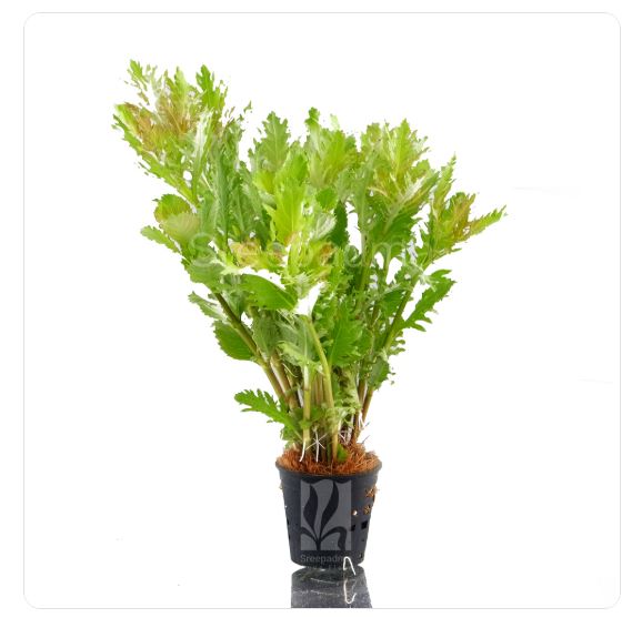 Hygrophila difformis
