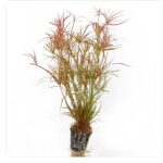 Juncus repens(red)