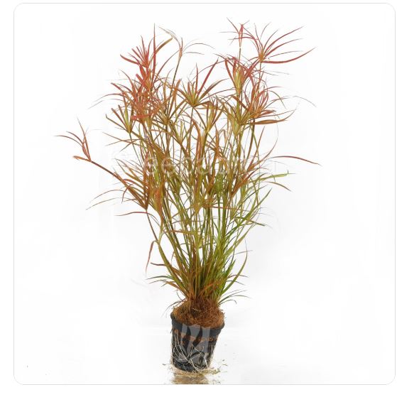 Juncus repens(red)