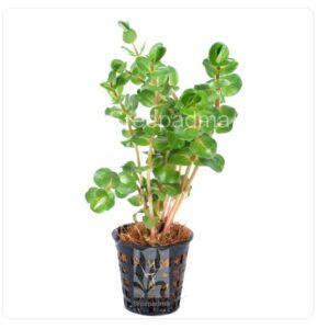 Rotala macrandra 'Pink'