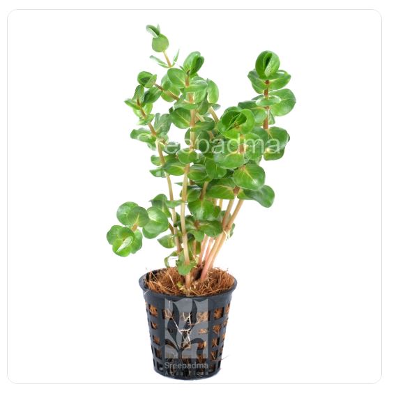 Rotala macrandra ‘Pink’