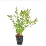 Hygrophila polysperma green