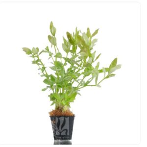 Hygrophila polysperma green