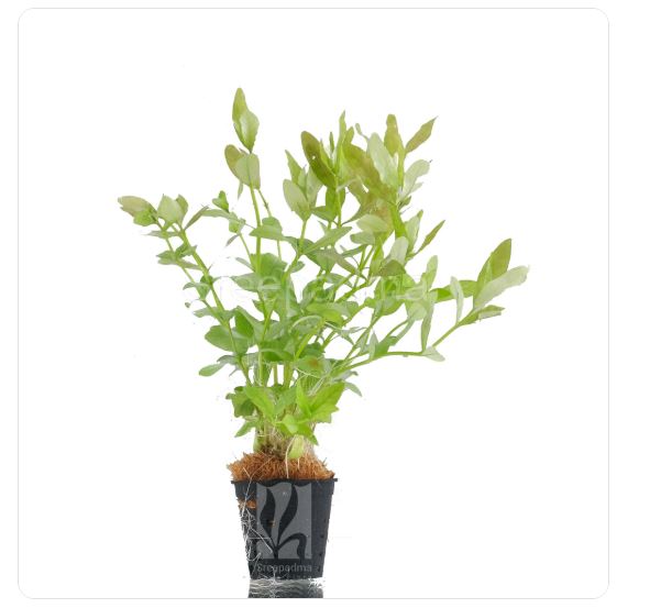 Hygrophila polysperma green