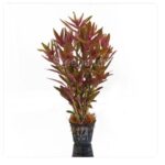 Limnophila aromatica/ hippuroides -purple