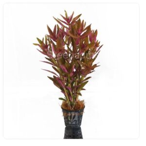 Limnophila aromatica/ hippuroides -purple