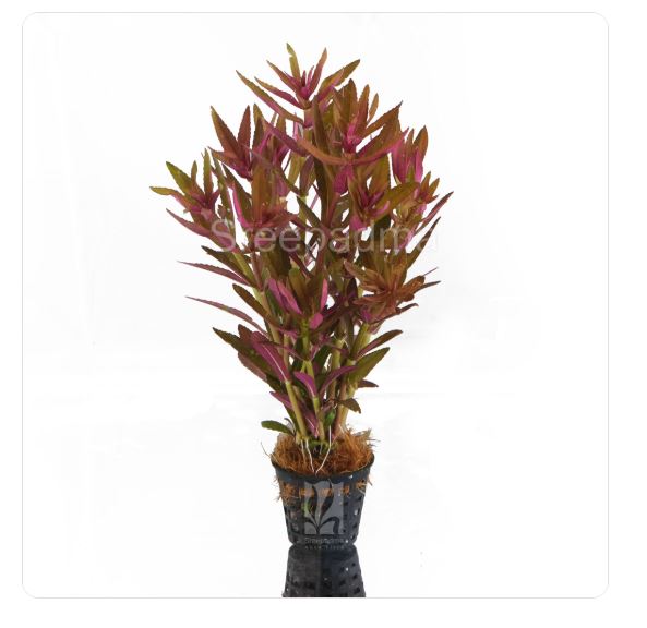Limnophila aromatica/ hippuroides -purple